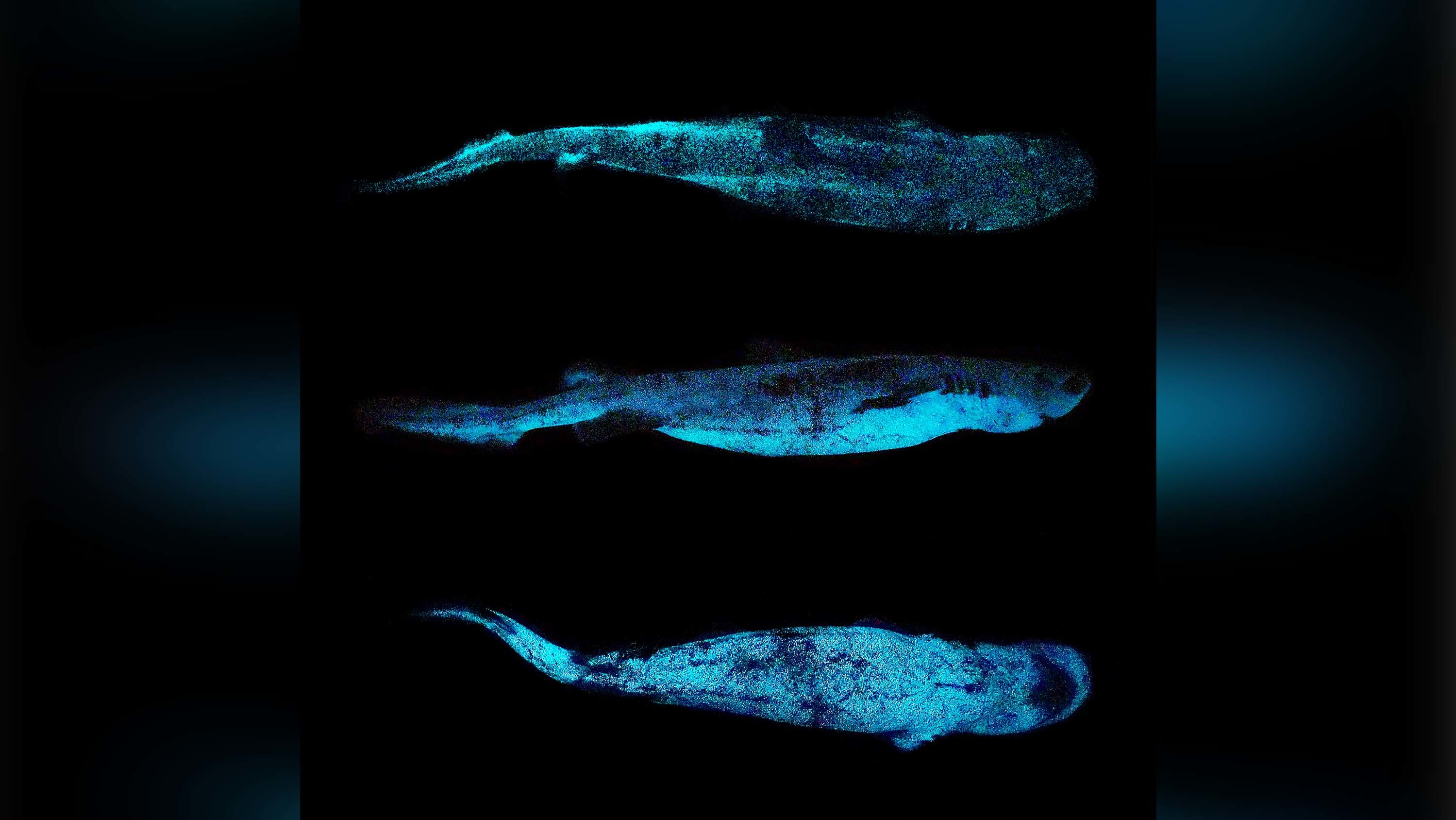 The sharks use bioluminescence to "disappear," researchers say.