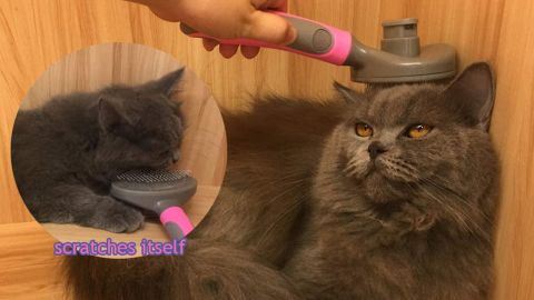 Hesiry Cat Brush