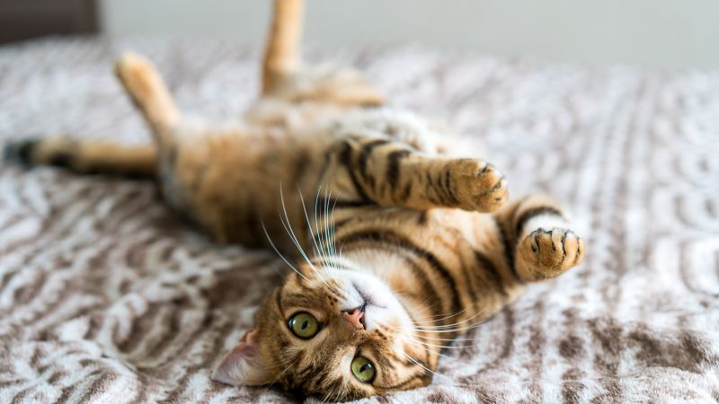 Cat supplies you need according to vets CNN Underscored