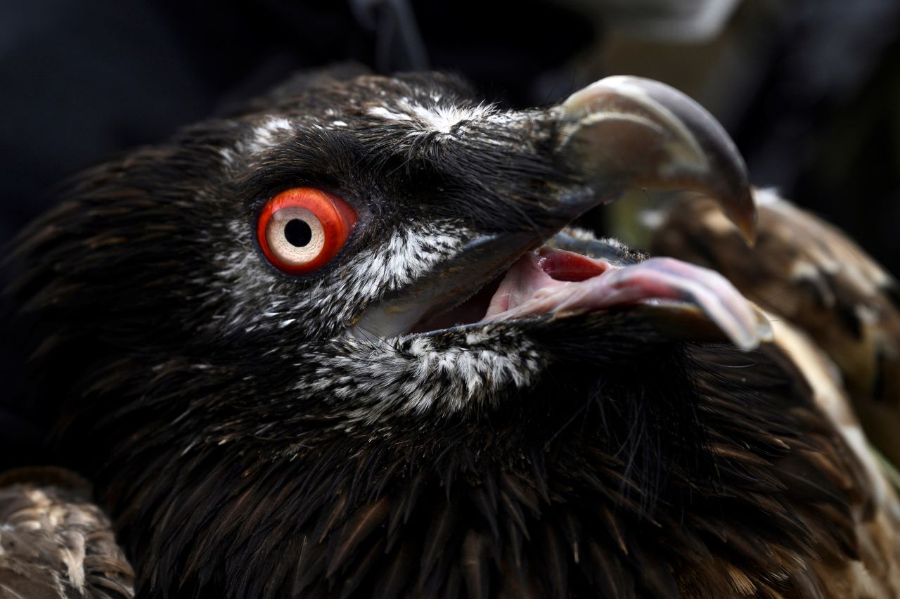Aquilon, a bearded vulture, is released in Espinama, Spain, on Monday, March 1. The bird spent four months recuperating in a local shelter after crashing into a power line tower.