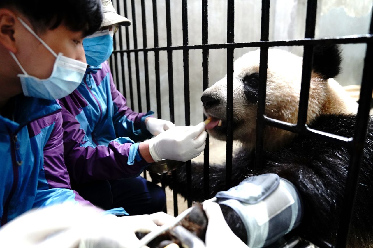 Staff members measure a panda's blood pressure at the Shanghai Zoo in China on Monday, March 1.