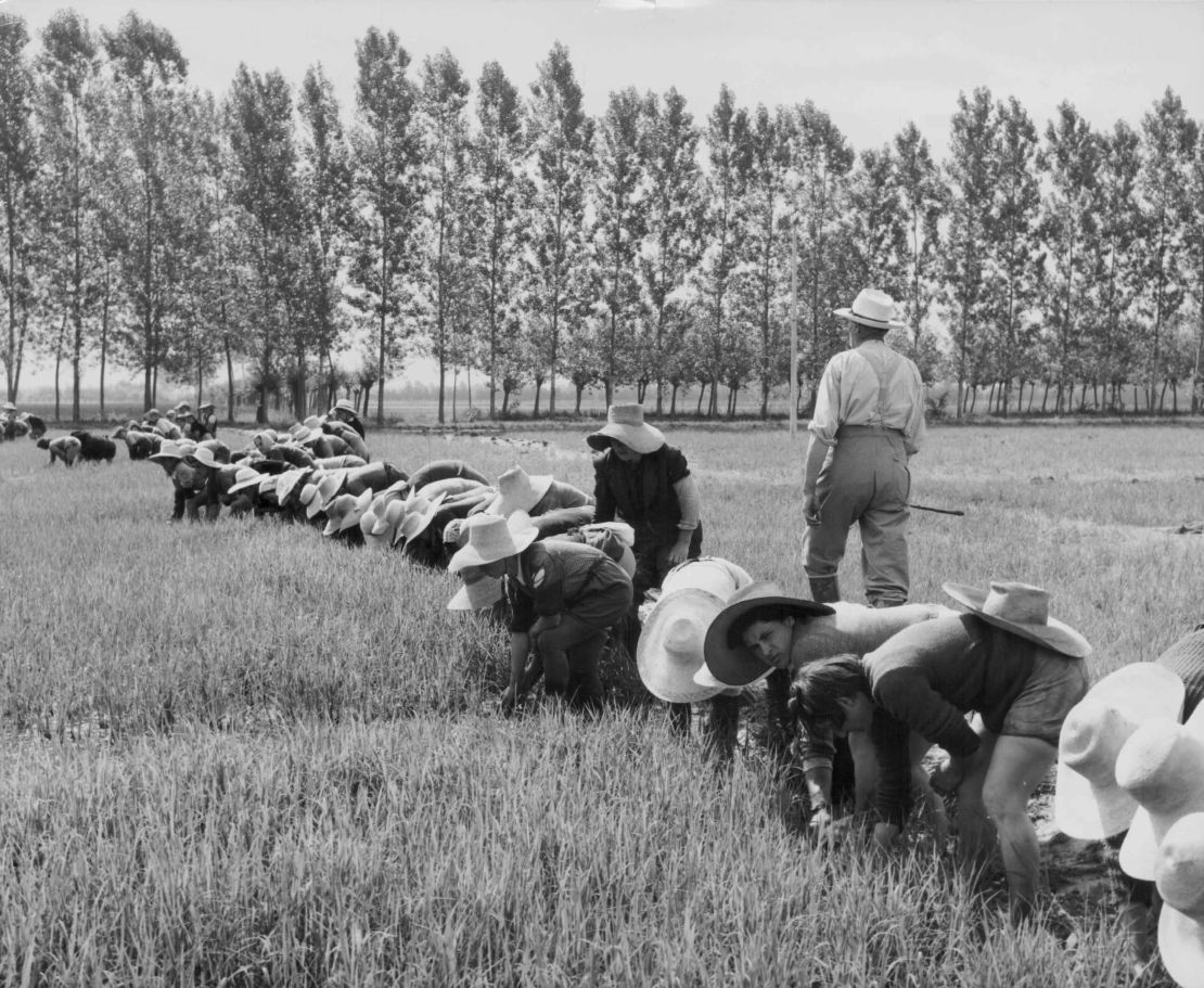 Mondine in the rice fields of Piedmont, circa 1920-1950. 
