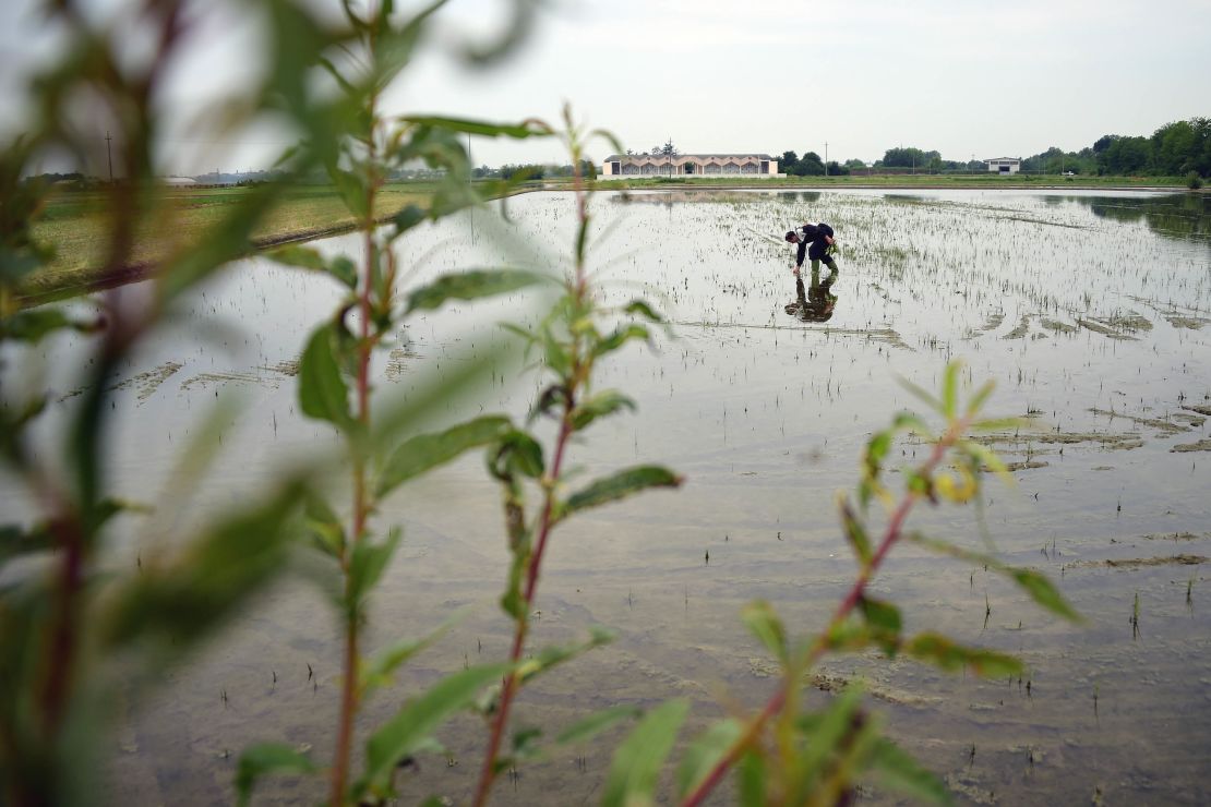 Italy is still Europe's biggest rice producer.