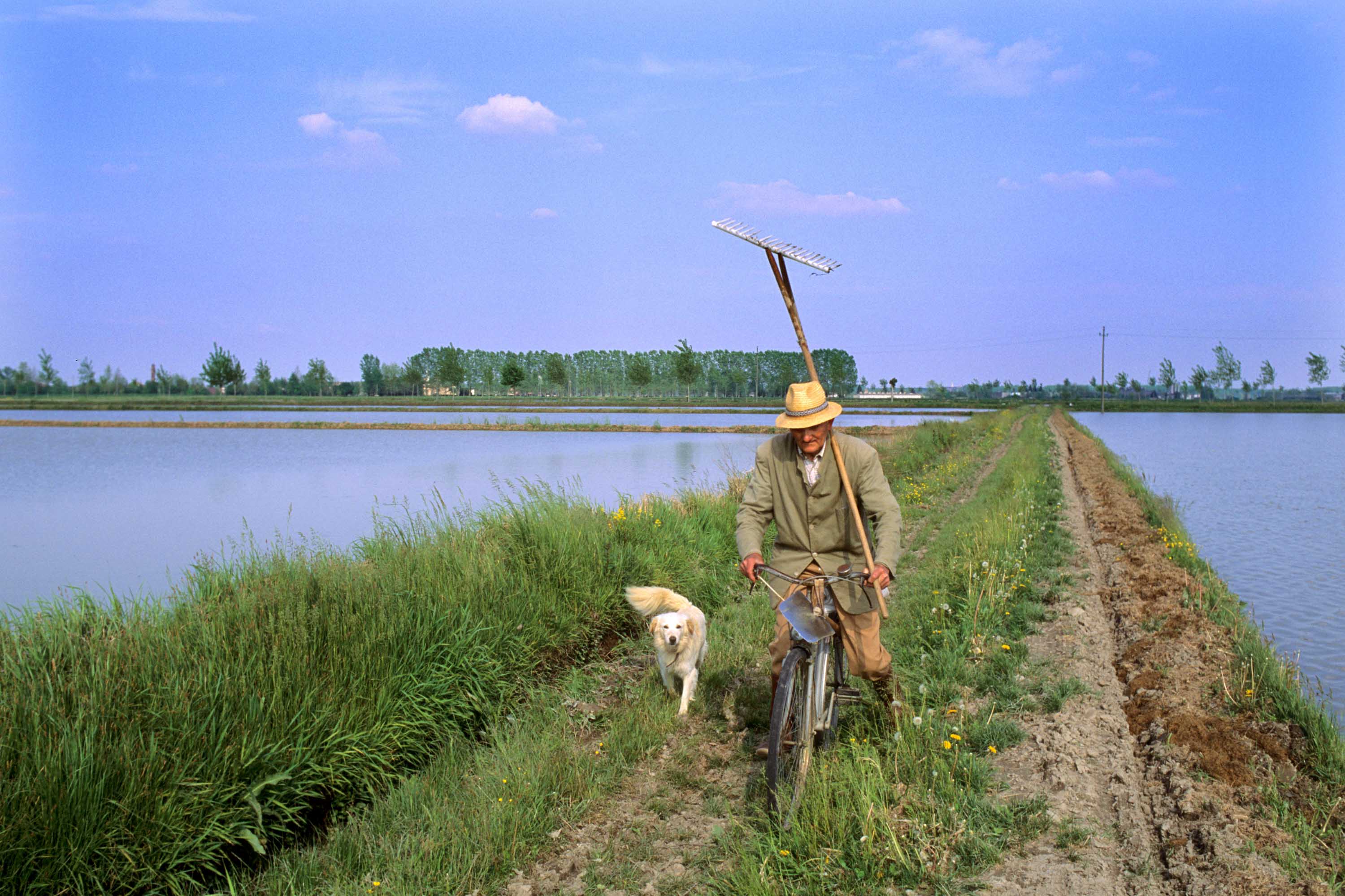 Sex, Nazis and da Vinci: The hidden history of Italian rice