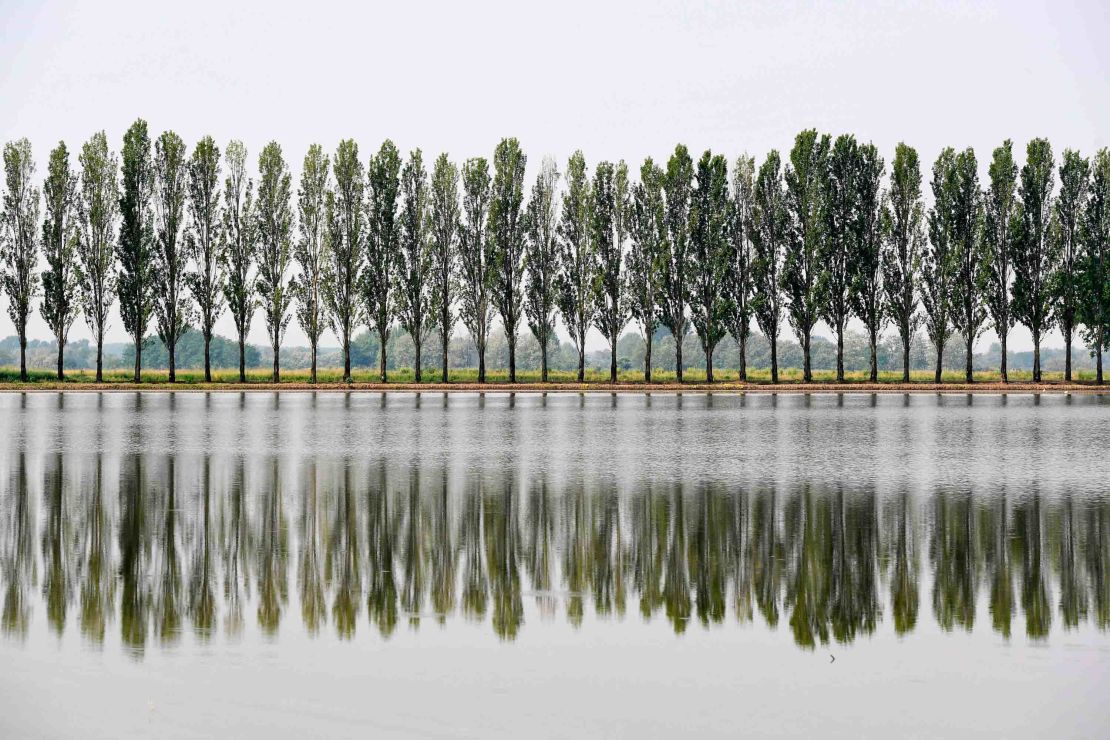 The rice fields line the area around the River Po, known for its cypress trees.