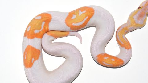 This python has three markings that look like smiley faces.