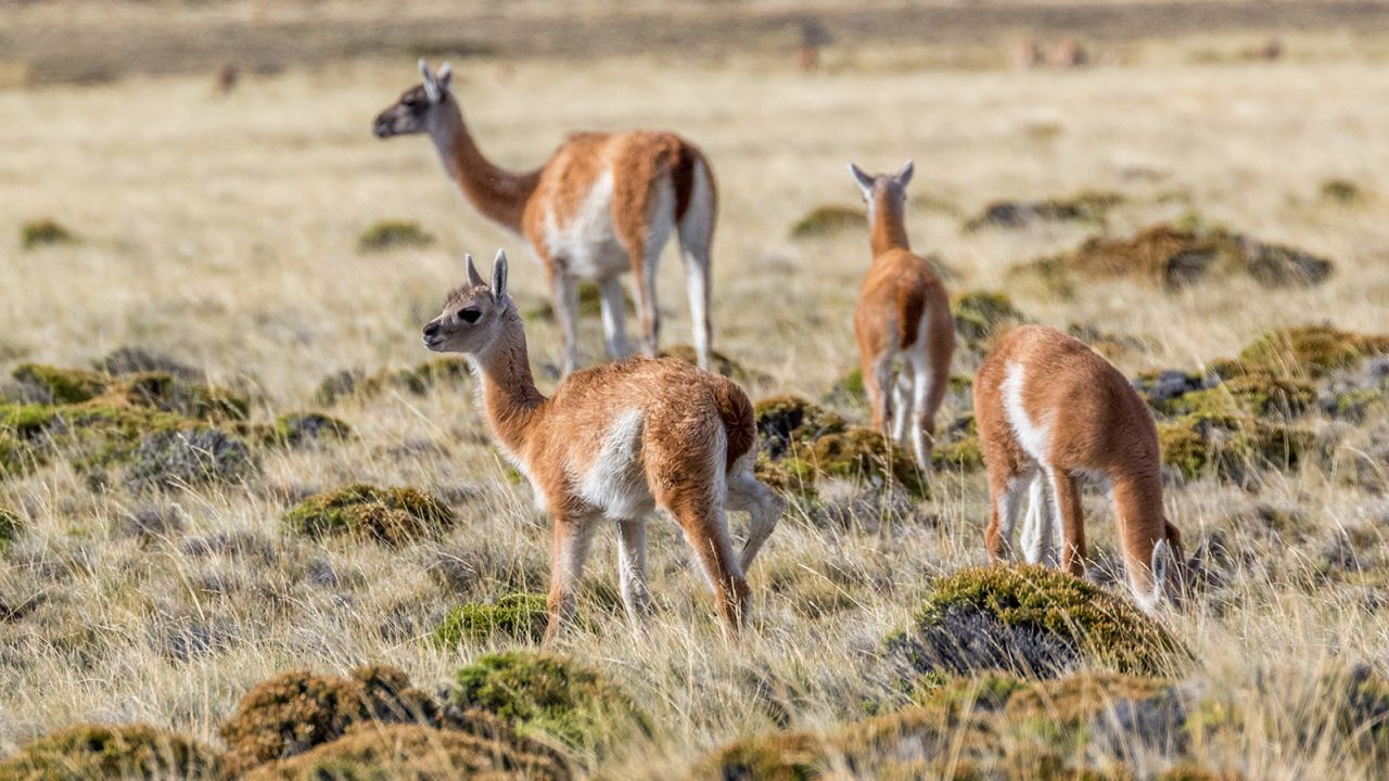 Argentina's remote Perito Moreno National Park is home to guanacos, the llama's wild cousin.