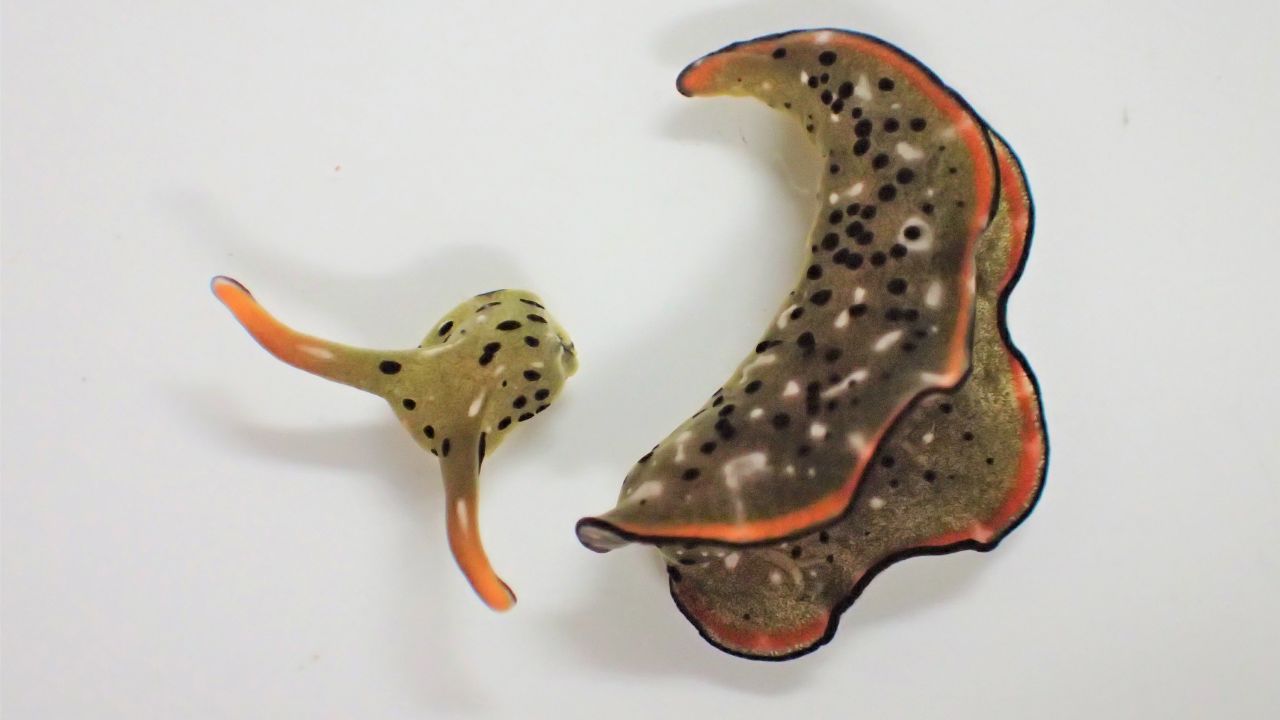 Elysia cf. marginata sea slugs can decapitate their head and regrow their body in a matter of weeks.