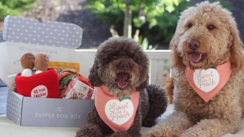 best dog subscription box 2021