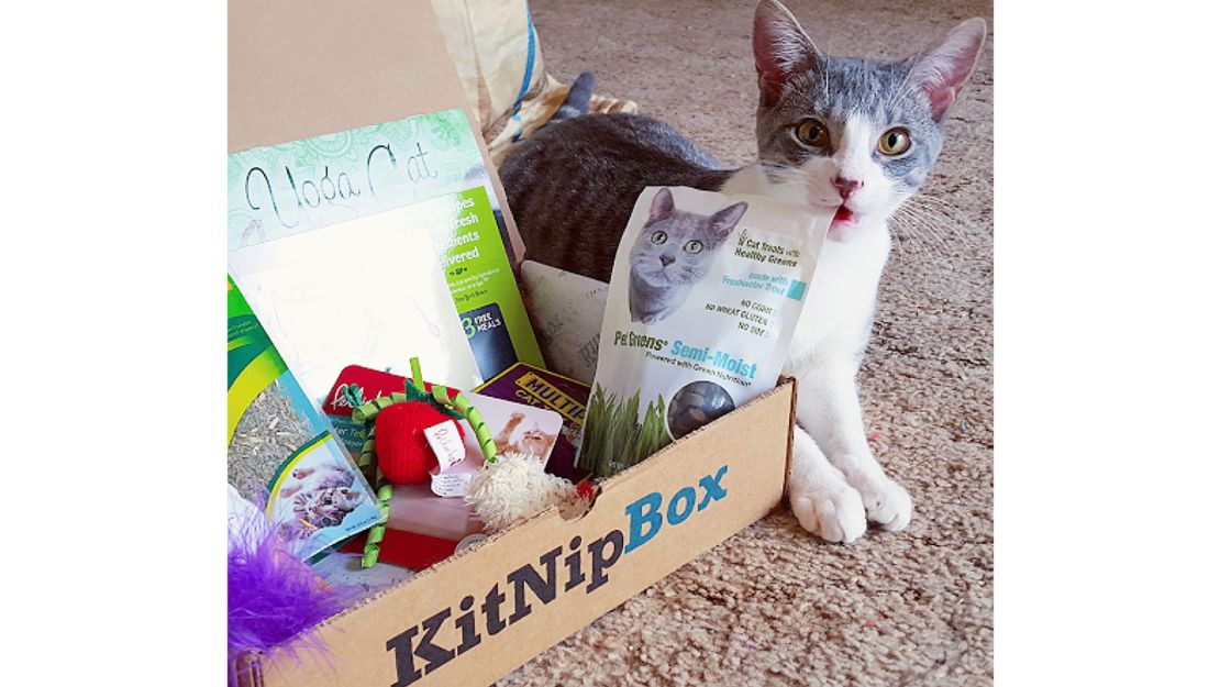 KitNipBox