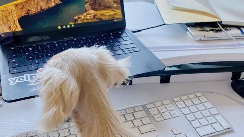 A Yelp employee's work-from-home setup, including their canine "office mate."