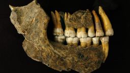 Maxilla and mandible assemblage of a late Neanderthal from Spy Cave, Belgium. Neanderthal fossils believed to belong to some of the last survivors of the species ever discovered in Europe are actually thousands of years older than once thought, according to a new study.