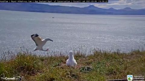 A clumsy albatross has gone viral after face planting in a live stream hosted by the New Zealand Department of Conservation and the Cornell Lab of Ornithology.