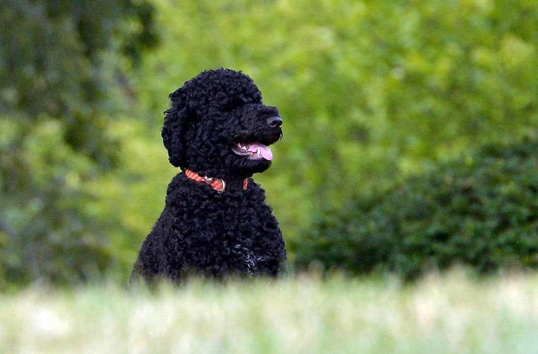 Former President Barack Obama's family dog Sunny arrived at the White House in August 2013.