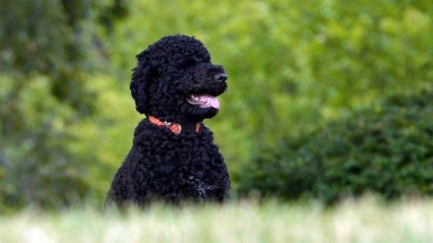 Former President Barack Obama's family dog Sunny arrived at the White House in August 2013.