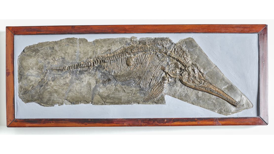 Anning excavated the fossil of the ichthyosaur, a marine reptile, when she was just 12. 