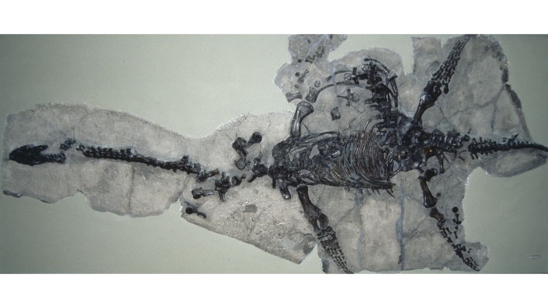 The Plesiosaurus fossil found by Mary Anning is now held at the Natural History Museum in London.