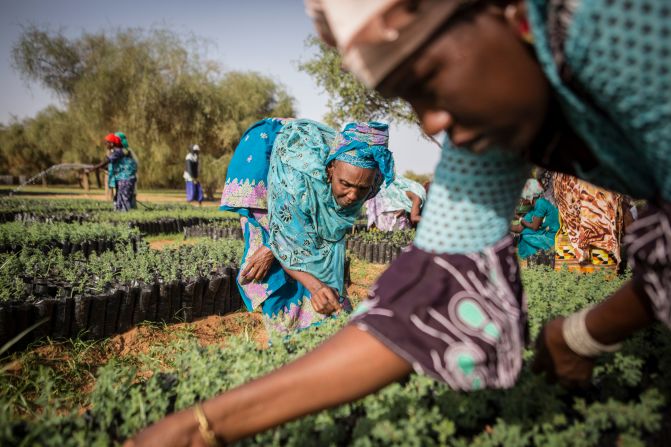 To hold back the Sahara Desert, the Great Green Wall initiative hopes to restore 100 million hectares of land in the north of Africa by 2030. 