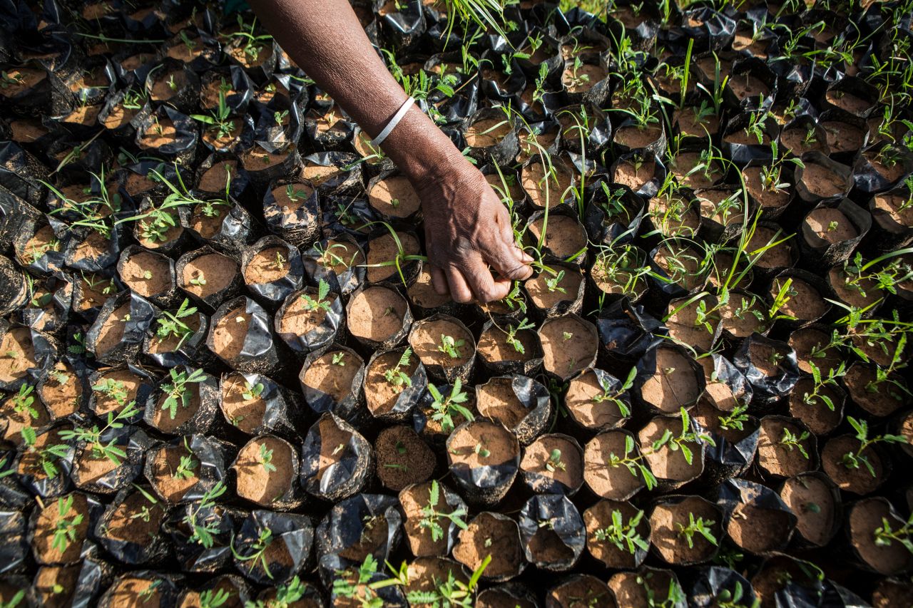 In addition to the Great Green Wall's target for land restoration, there is also the goal to create 10 million jobs in rural areas. So far, <a href="https://catalogue.unccd.int/1551_GGW_Report_ENG_Final_040920.pdf" target="_blank" target="_blank">335,000</a> have been created, and growing fruit and forest products has earned $90 million, according to the UN.
