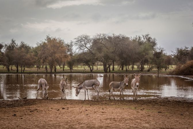 Countries such as Senegal (pictured) have introduced their own restoration and community projects, with <a href="https://www.unccd.int/actions/great-green-wall-initiative" target="_blank" target="_blank">varying levels of success</a>. So far, Ethiopia is the frontrunner, having produced more than 5 billion plants and seedlings. 