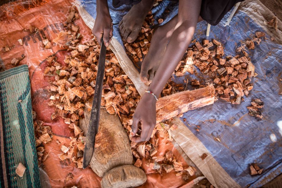Sy's family cuts bark from a baobab tree to feed their animals in August 2019. Baobab bark retains moisture and can be used for hydration when water is scarce.