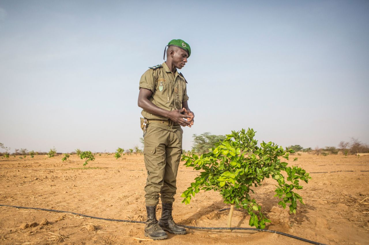 El Haji Gouebiaby, a base chief for the Great Green Wall in Senegal, stands beside a growing lemon tree -- a running experiment to see if the fruit will survive in the arid conditions.