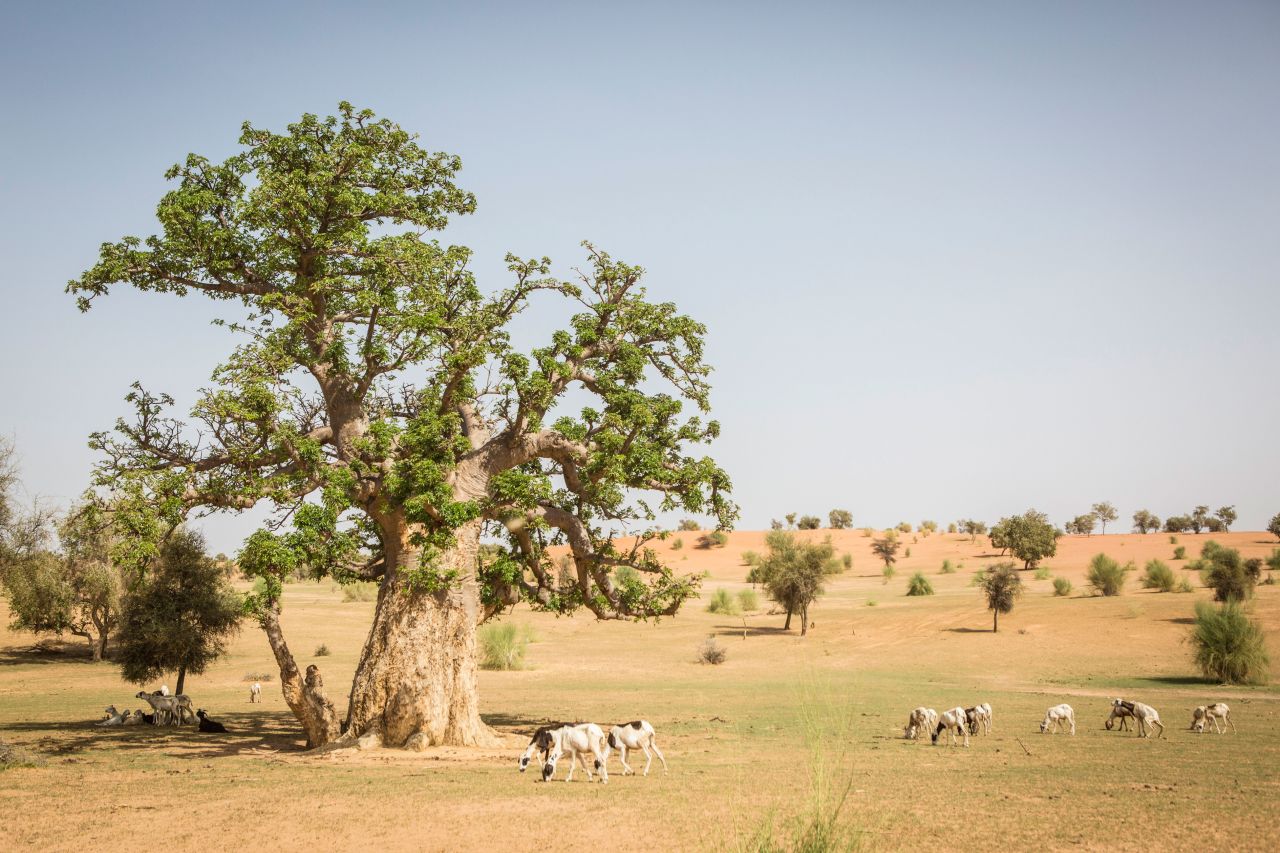 Across the African continent, <a href="https://www.unccd.int/sites/default/files/inline-files/OPS Press kit ENG Version - Final_0.pdf" target="_blank" target="_blank">more than half of the 375 million young people</a> entering the job market in the next 15 years will be living in rural areas. The Great Green Wall initiative could help to prevent mass migration from the region and restore political stability in countries that have experienced conflict.