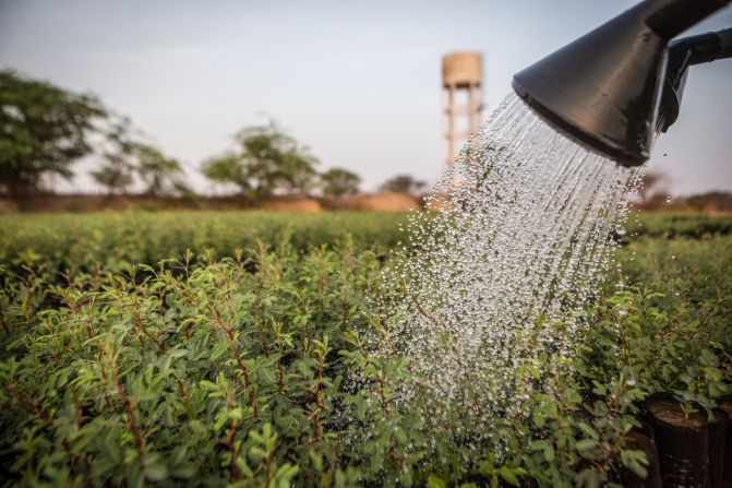 Another project in Mbar Toubab, Senegal, has planted 150,000 variations of acacia seedlings as part of the Great Green Wall. 