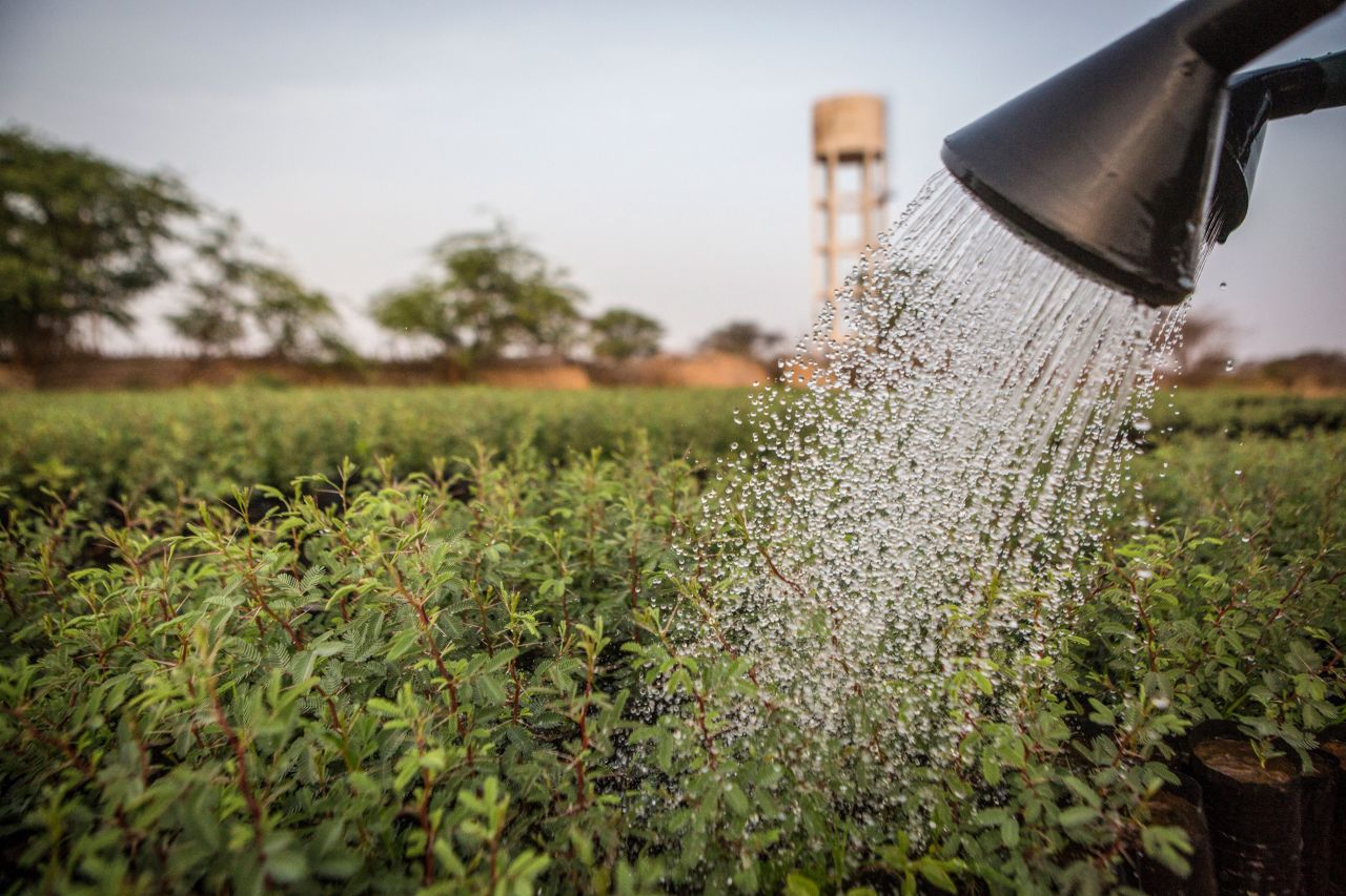 Another project in Mbar Toubab, Senegal, has planted 150,000 variations of acacia seedlings as part of the Great Green Wall.