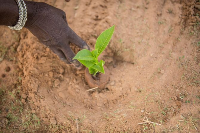 Nine years away from its deadline, the Great Green Wall still has a long way to go. So far, <a href="https://catalogue.unccd.int/1551_GGW_Report_ENG_Final_040920.pdf" target="_blank" target="_blank">4 million hectares</a> of land has been restored, though this rises to almost 20 million hectares when counting areas outside of the official Great Green Wall zones. 