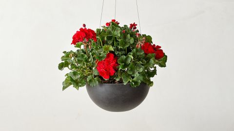 Bloomscape Red Geraniums Accent Kit