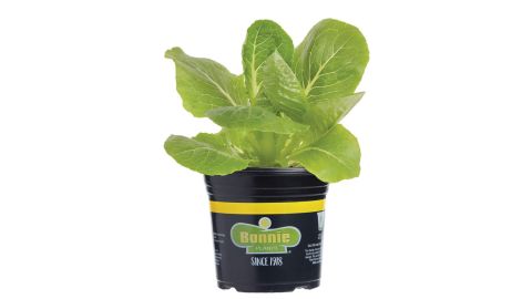 Bonnie Plants Romaine Lettuce