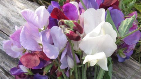 Seed Needs Old Spice Sweet Pea, 400 Seeds