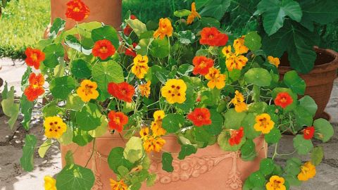 Outsidepride Nasturtium Seed Mix