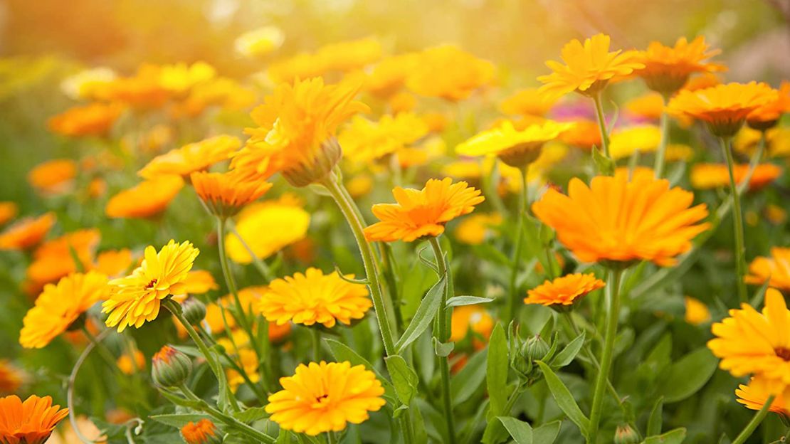 10 Edible Flowers To Grow This Spring - Farmers' Almanac - Plan