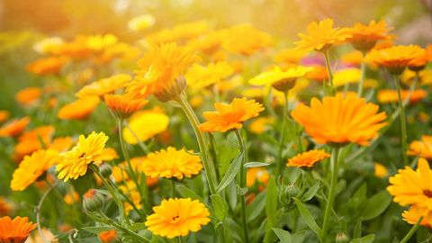 Sweet Yards Seed Co. Calendula 'Pacific Beauty Mix,' Over 3,000 Open-Pollinated Seeds