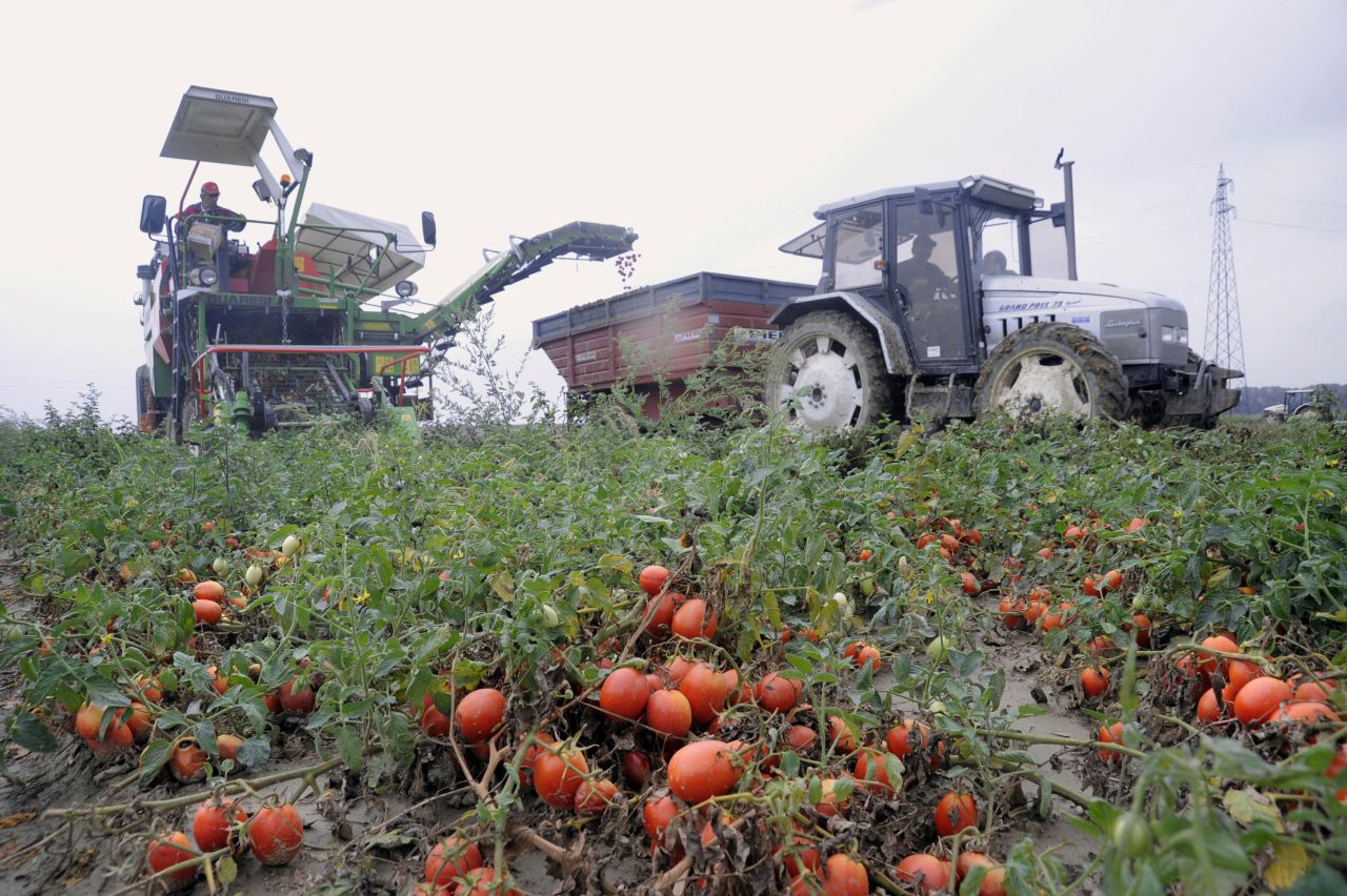 Mechanization saw Italy's tomato scene go global.