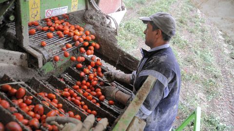 How Italians made tomatoes their essential ingredient | CNN
