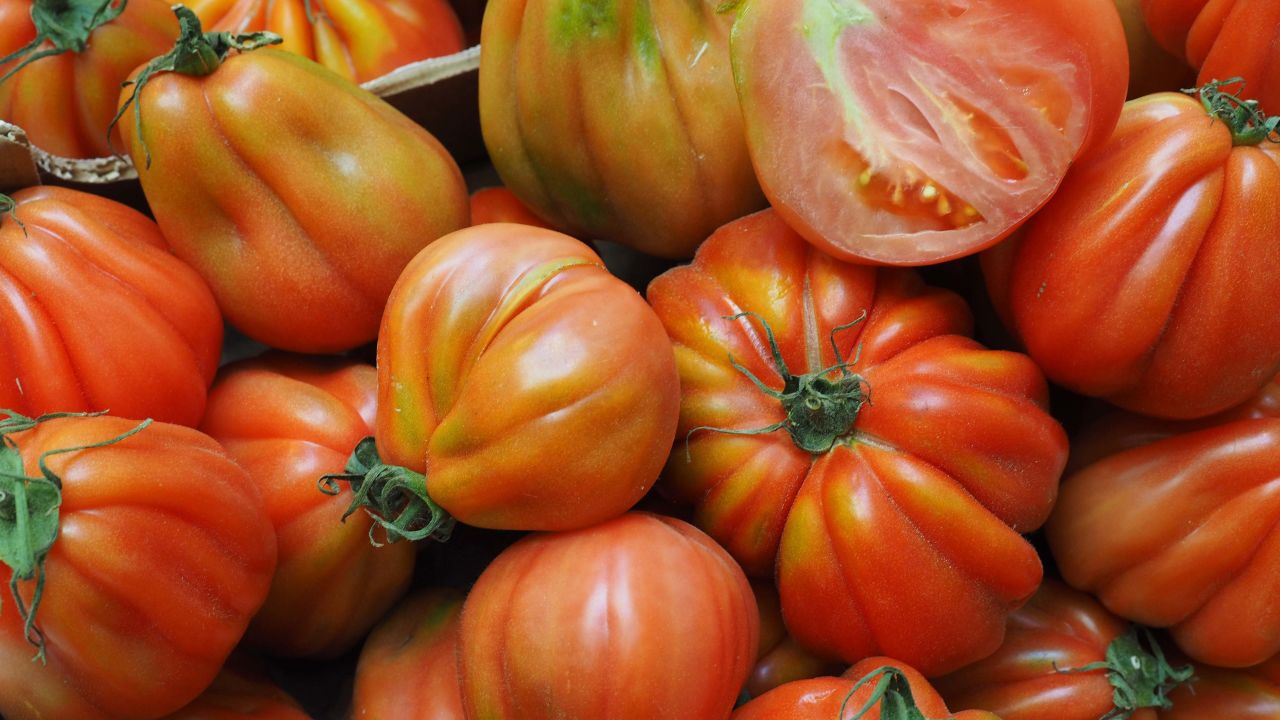 Few countries now are as obsessed with tomatoes as Italy.