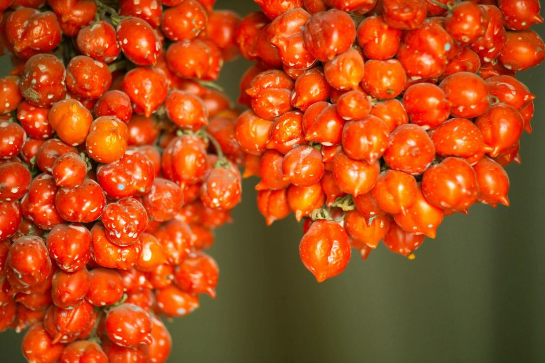 Different areas of Italy favor different varieties of tomato.