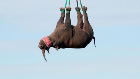 Strapping the ropes to the rhino's legs for an upside-down airlift translocation takes just minutes, says Radcliffe -- much faster than the alternative stretcher method.