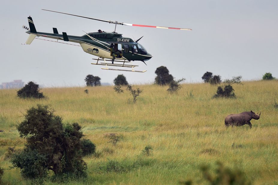 Whether moving by road or air, the rhino needs to be sedated. A small helicopter darts the rhino with a tranquilizer that's 1,000 times stronger than morphine. 