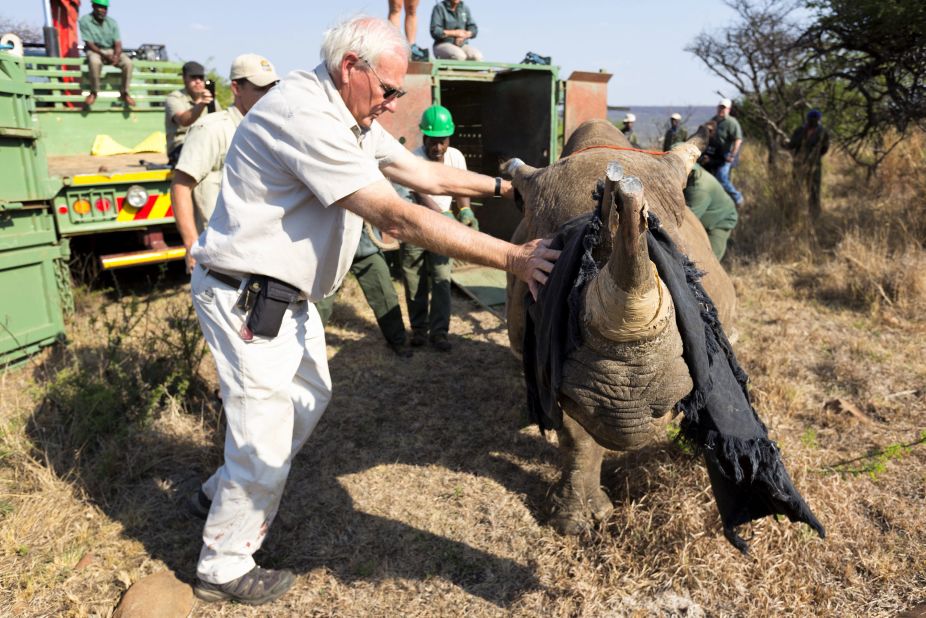 Rhino Rescue: Changing the Future for Endangered Wildlife (Firefly Animal  Rescue)