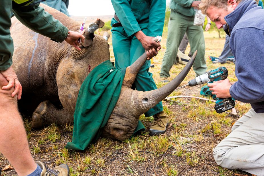 Once sedated, the rhino is fitted with a radio transmitter chip, so conservationists can monitor its welfare at its new location. 