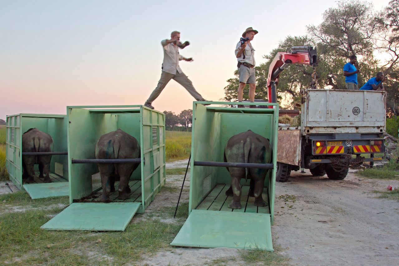 In 2015, one of the biggest rhino relocation projects to date moved 100 rhinos from South Africa to Botswana, using a mix of road and helicopter transport. After a 24-hour journey, the rhinos were unloaded at their new home in the Okavango Delta.