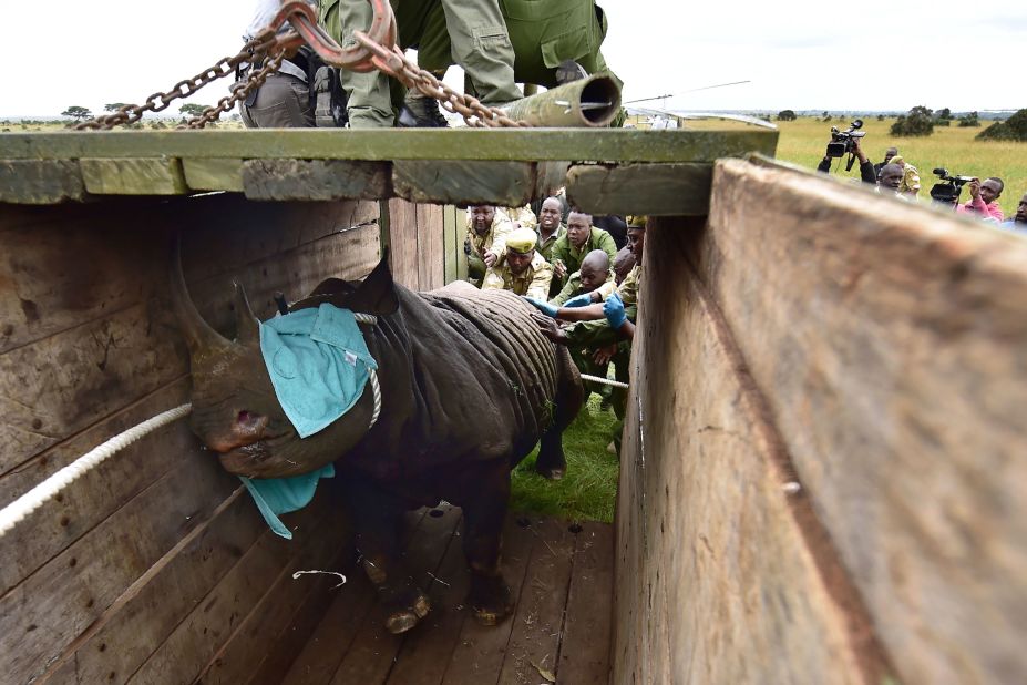If being moved by road, the rhino -- heavily sedated, but still standing -- is guided into a crate for road transport. It's a lengthy process that involves a lot of rangers. 