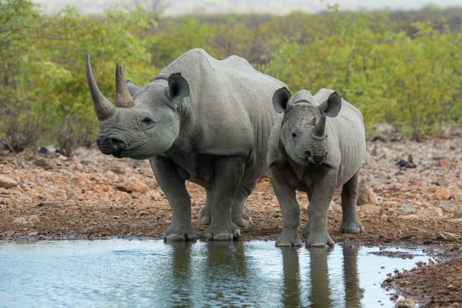 Africa is home to two rhino species. The white rhino (pictured) has a bigger population than the black rhino, with around 18,000 remaining in the wild. While white rhinos can also be transported upside down, they are nearly twice as heavy as black rhinos so they are airlifted less often.