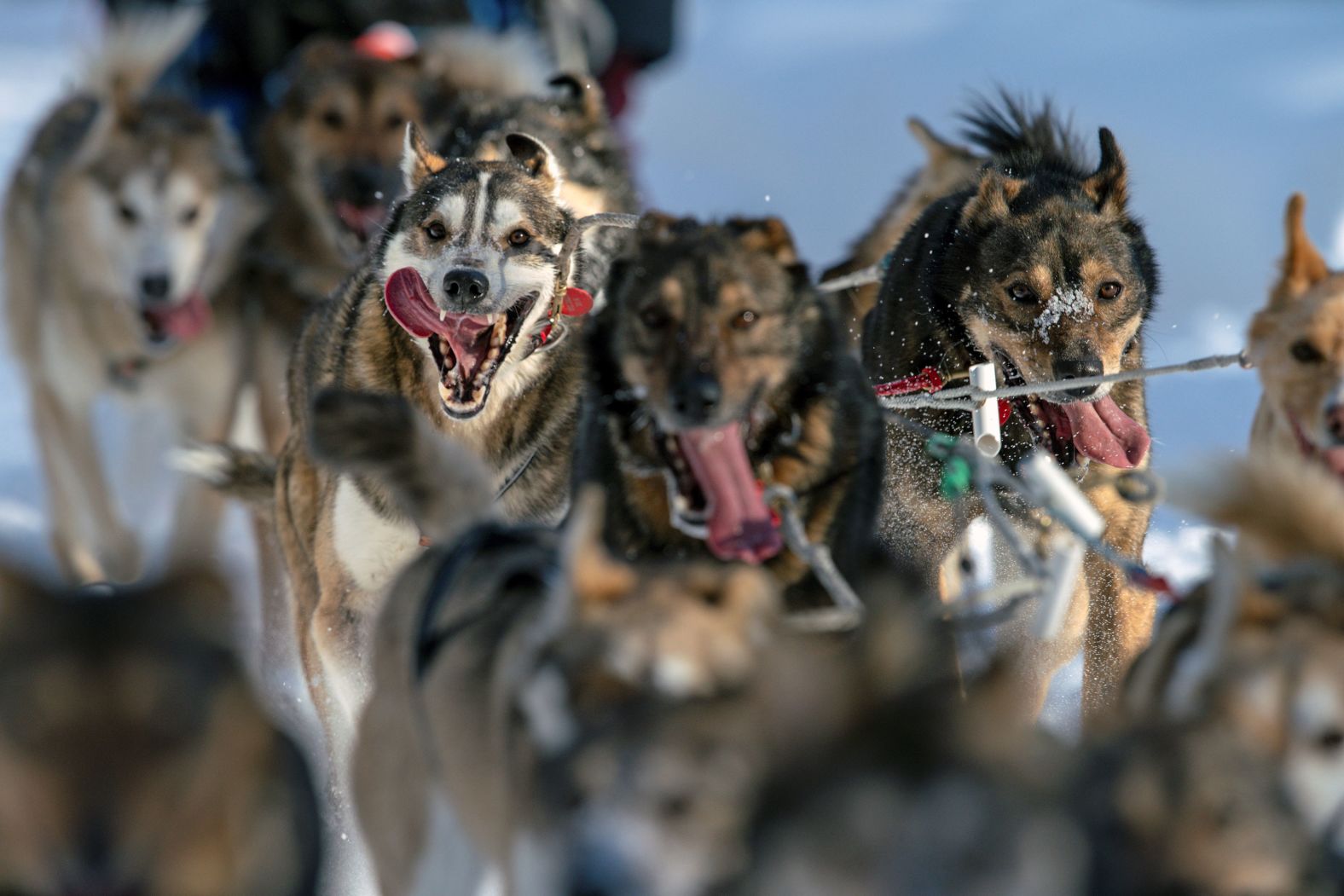 Susannah Tuminelli's team is seen at the beginning of the race.