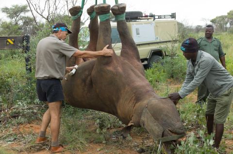 Robin Radcliffe (left) and his team from Cornell University College of Veterinary Medicine suspended 12 black rhinos upside down to monitor the impact on their health. They were surprised to find that rhinos have higher blood oxygen levels when upside down, compared to lying on their side. 