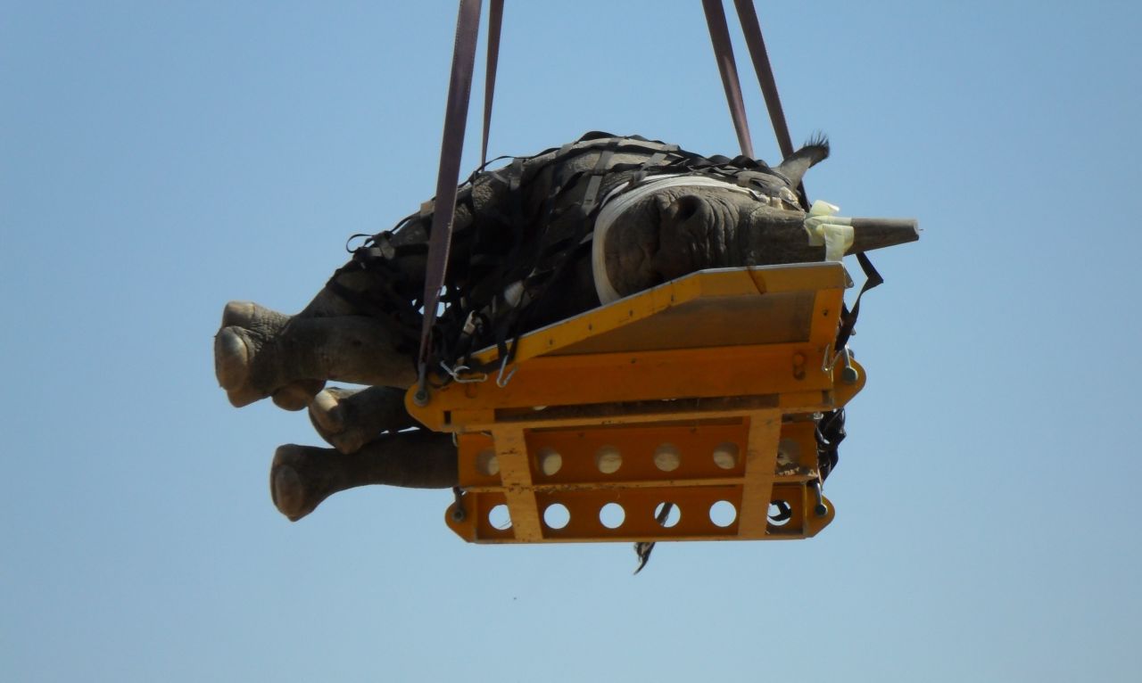 This is good news for conservationists, as lying on a stretcher is a more costly, difficult and time-consuming way to move rhinos by air.